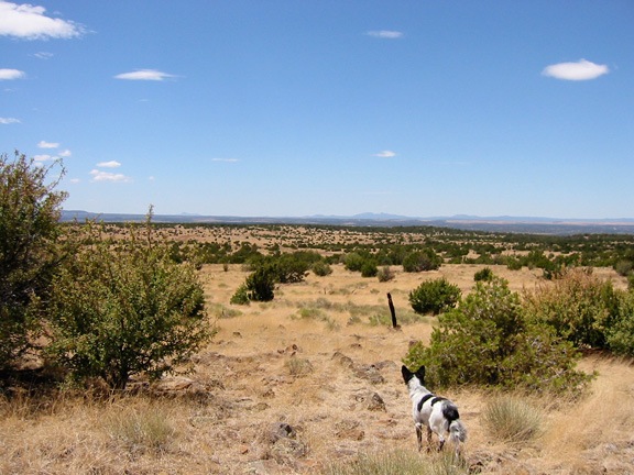 Jack at Howard Mesa