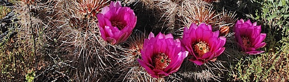 Desert Still Life