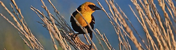 Yellow Headed Blackbird