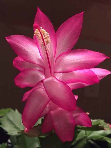 Christmas Cactus Bloom