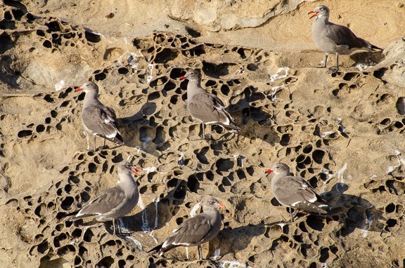 Birds on Tafoni