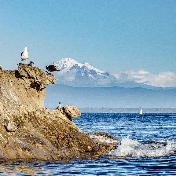 Birds with Mount Baker