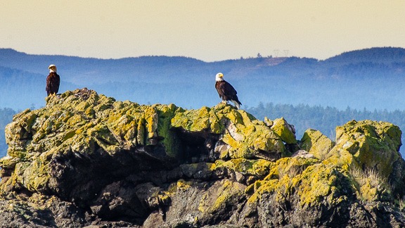 Bald Eagles