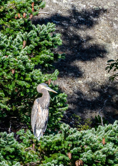 Great Blue Heron