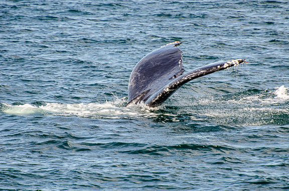 Humpback Whale Tail