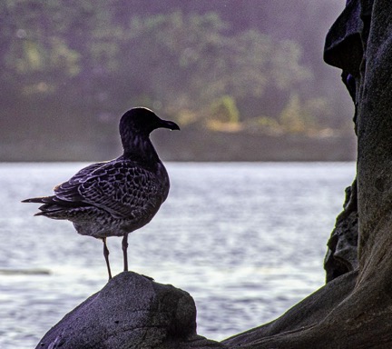 Lone Gull