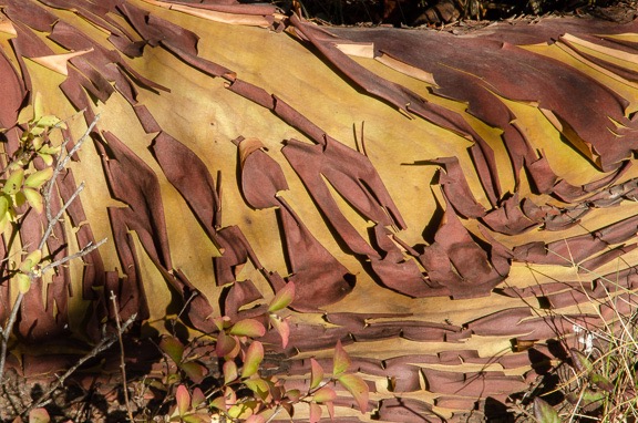 Madrone Bark