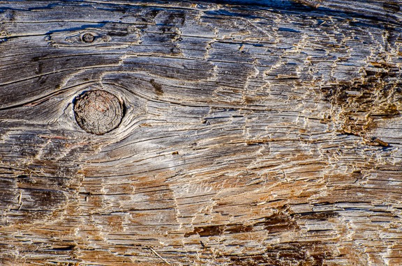 Weathered Log