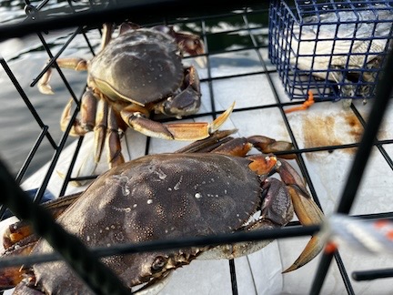 Dungeness Crabs